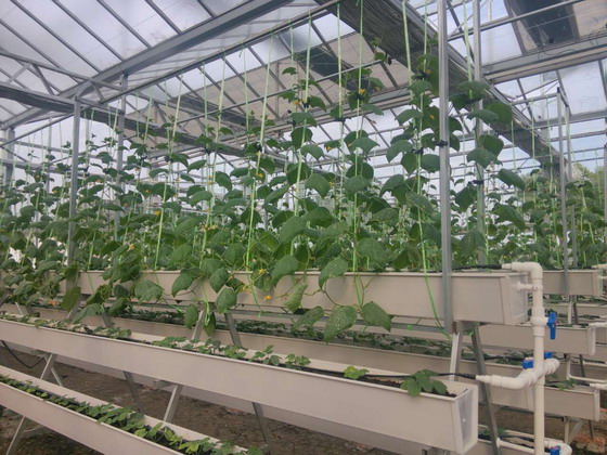 苏州光伏发电蔬菜